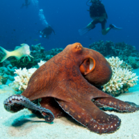 Octopus - Underwater - Divers - Coral Reef