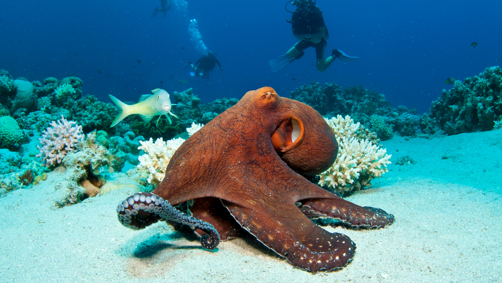 octopus on a reef with divers in background bucket list marine animals