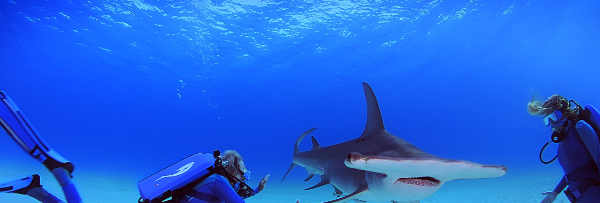 Wonders of the Sea 3D – Ein visuelles Unterwasserfeuerwerk