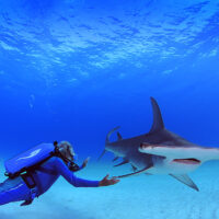 Wonders of the sea _ hammerhead shark