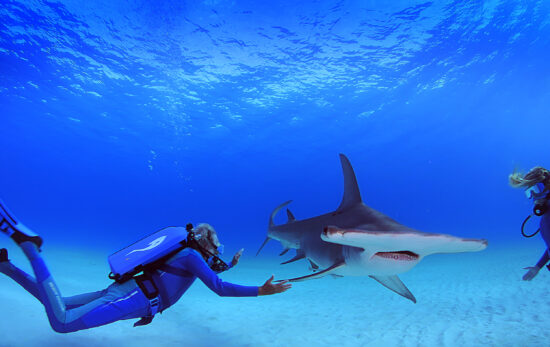 Wonders of the sea _ hammerhead shark