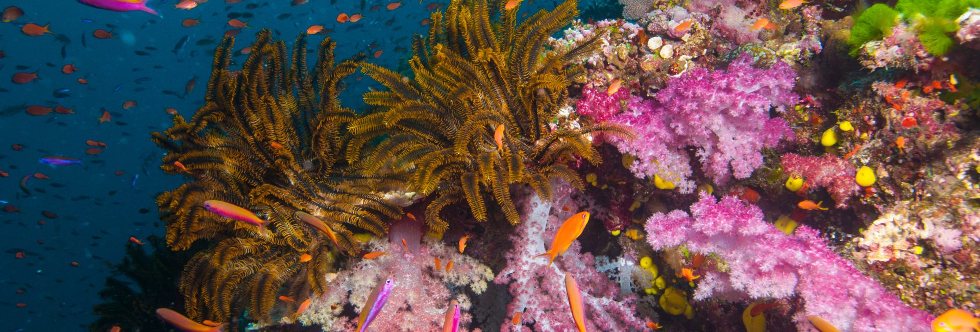 Fiji Scuba Diving 101