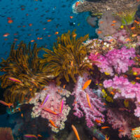 Wonders of the sea- colourful coralls