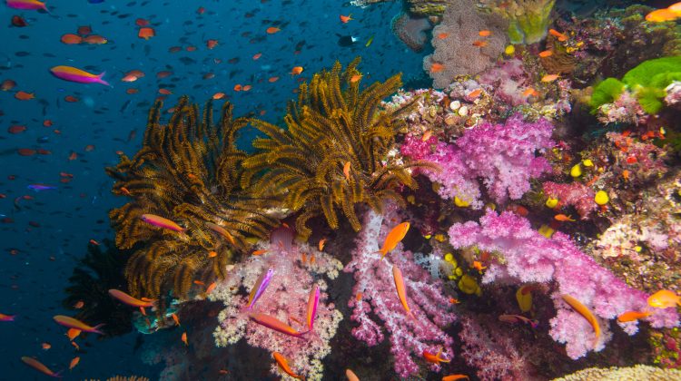 fiji scuba diving