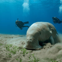 two divers spot a dugong underwater
