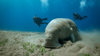 two divers spot a dugong underwater