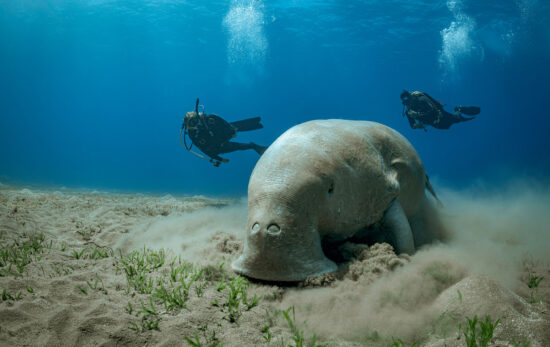 two divers spot a dugong underwater