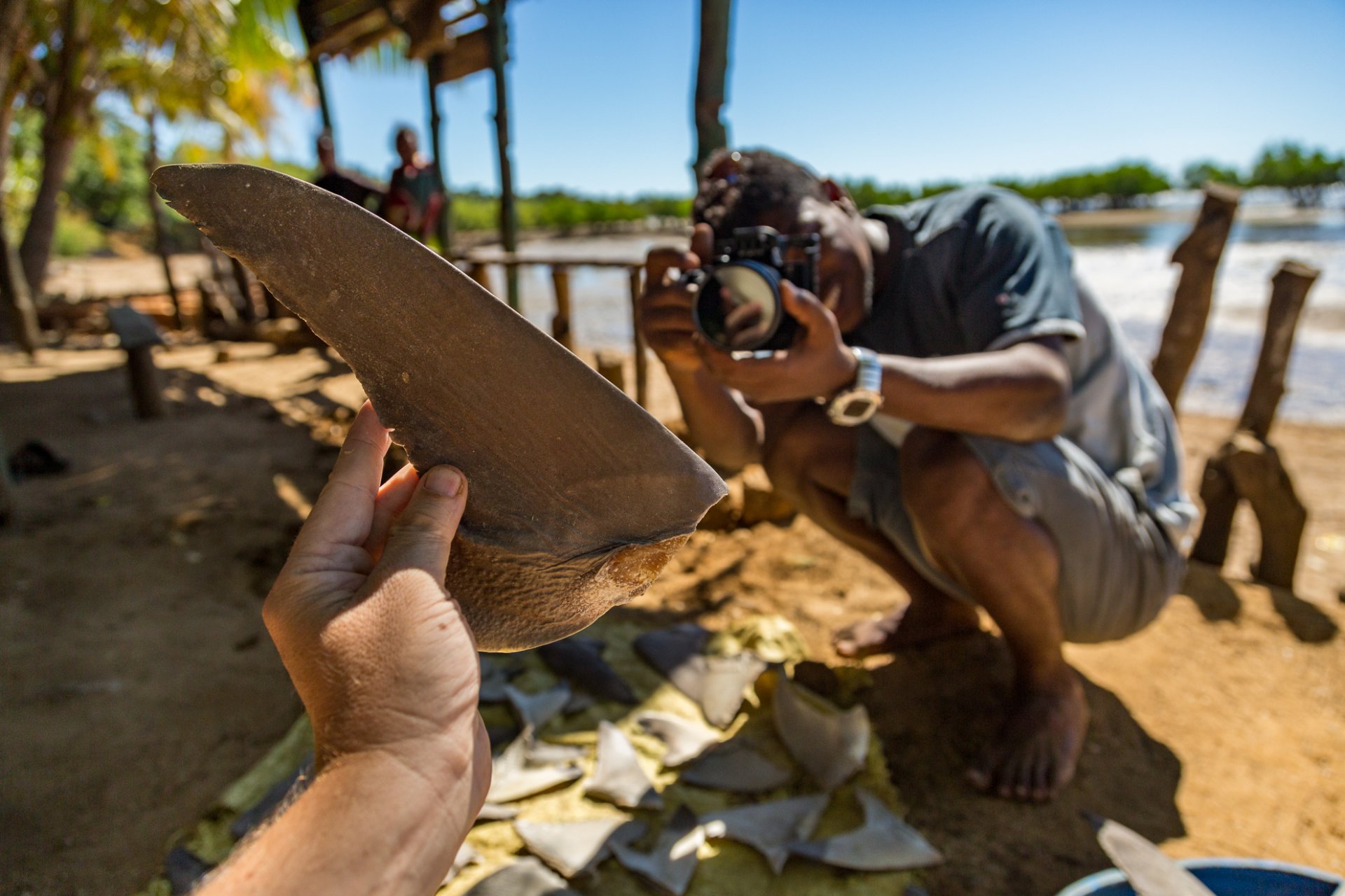 padi torchbearer goff documenting the shark fin trade