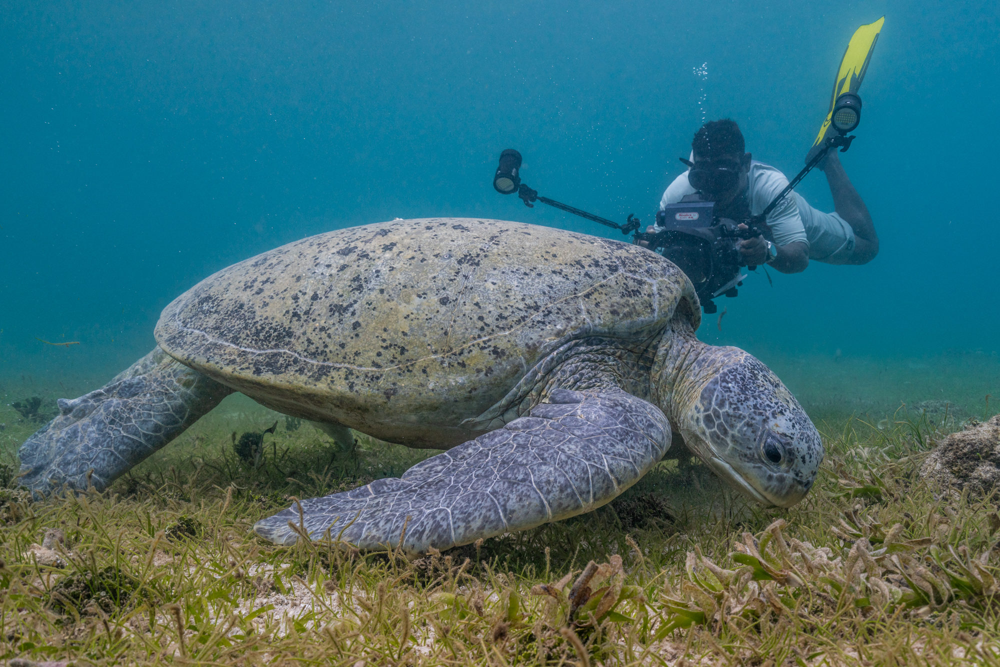 padi torchbearer michele strogoff goff filming a green turtle underwater in Madagascar