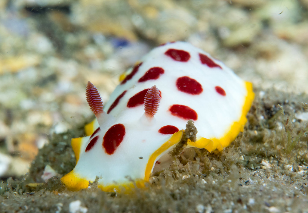 White nudibranch with red spots and a yellow trim on the sea floord