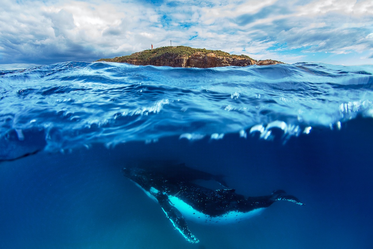 whales in australia