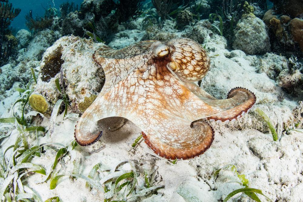 A Caribbean reef octopus climbing across a coral reef in Bonaire and showing the amazing detail you can see on octopus skin