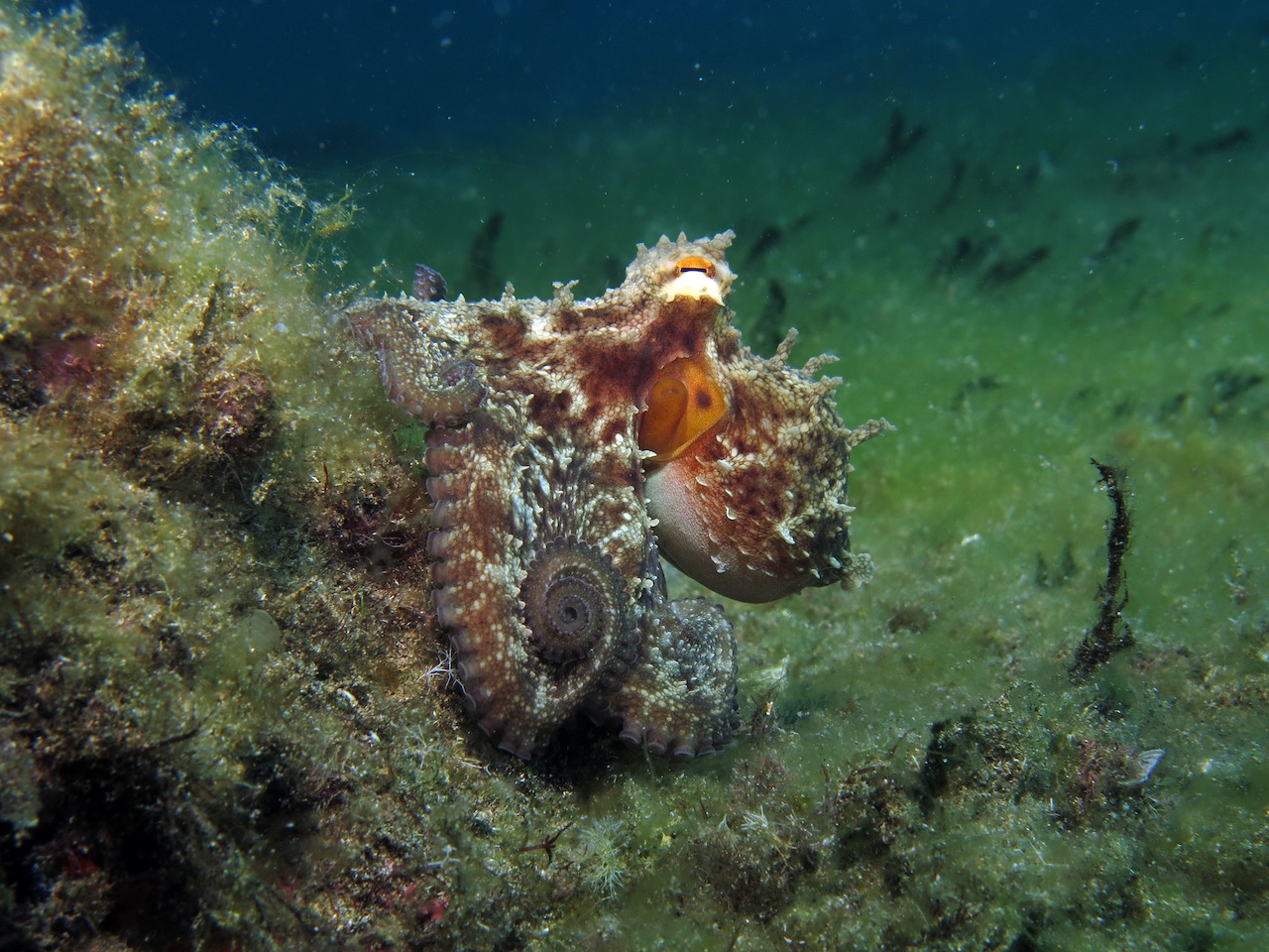 A common octopus changing color as it camouflages on a reef in the Canary Islands, one of the best destinations for octopus