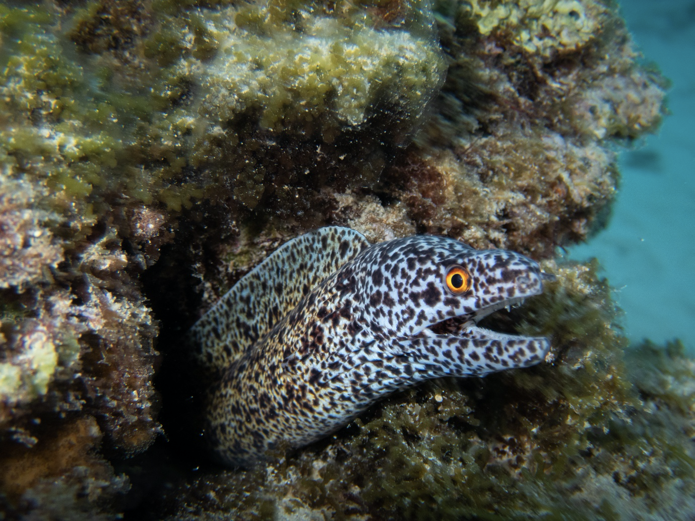 Moray Eel in Lord Howe Island, Autralia. Photo by Tiffany Dun.