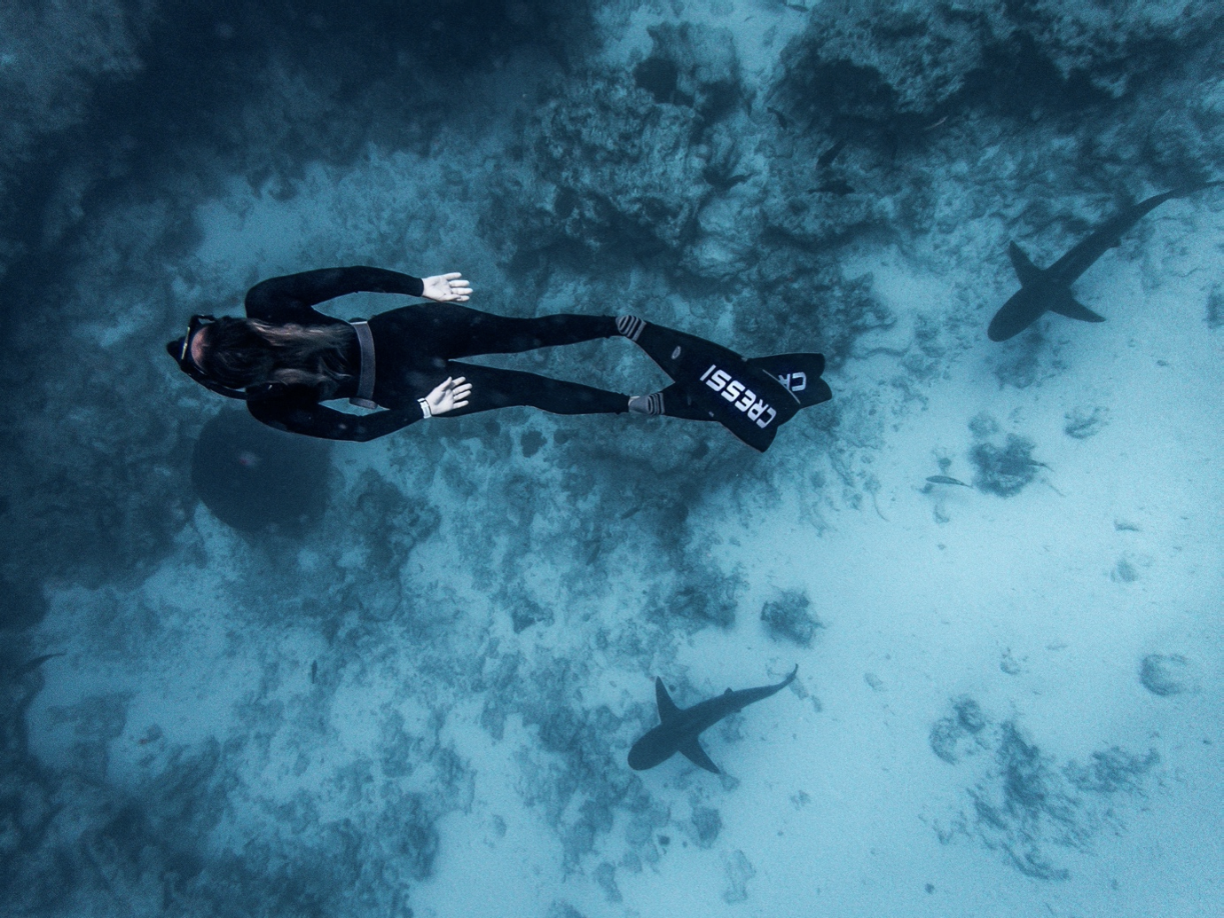 freediving with Galapagos sharks at Middleton Reef in Australia. Photo by Tiffany Dun.