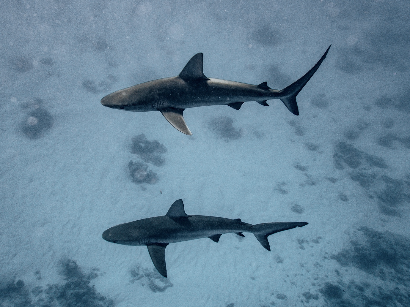 Double Galapagos Shark at Middleton Reef. Image by Tiffany Dun.