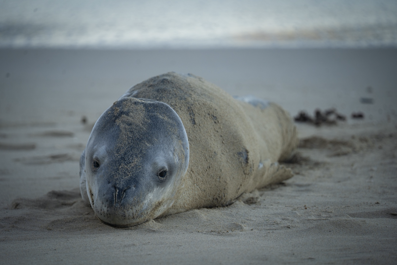 Leopard Seal spotted at Ned’s Beach, Lord Howe Island. Image by Molly Johnson.