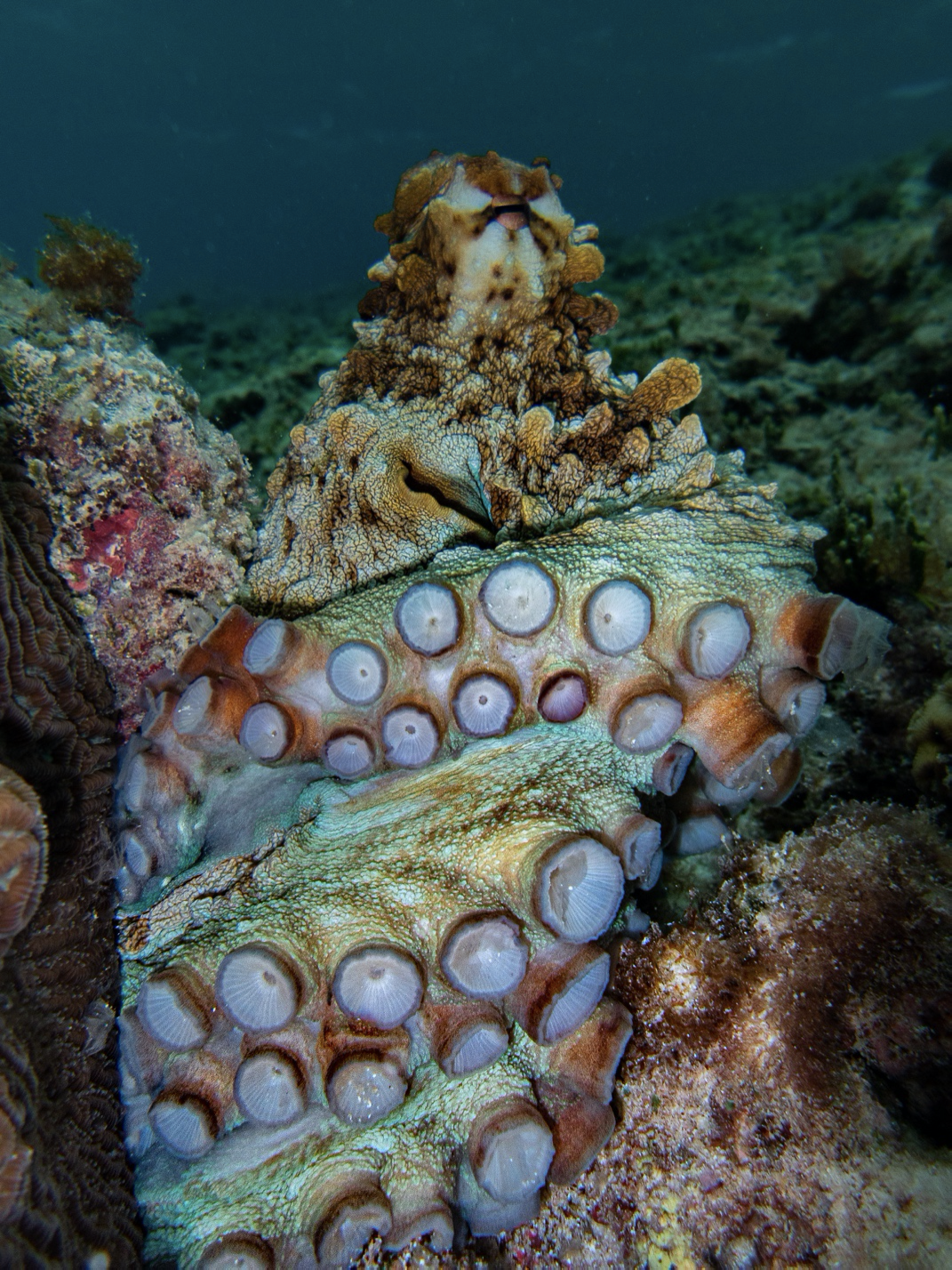 Ice cream cone Day Octopus spotted at Elizabeth Reef. Image by Tiffany Dun