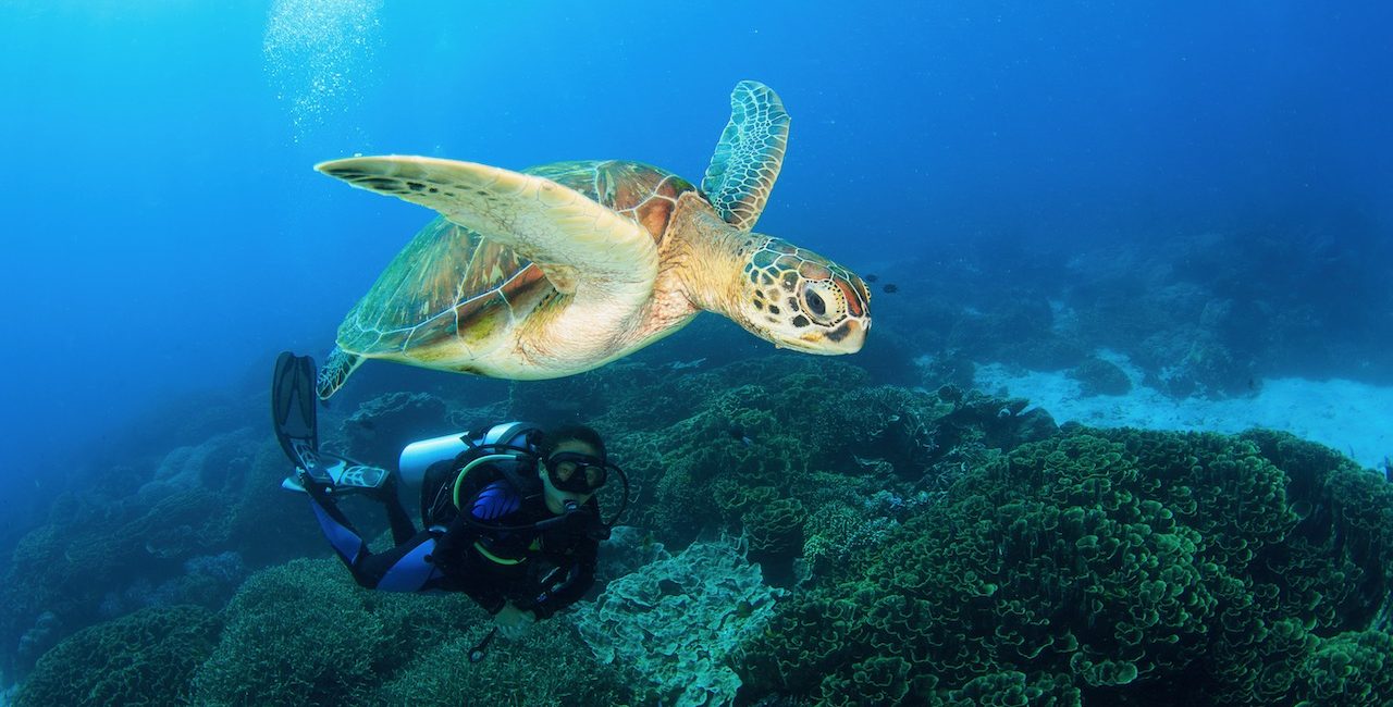 Os Melhores Liveaboards em Komodo