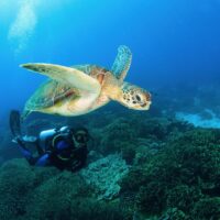 a diver who is diving from one of the best liveaboards in komodo floats gracefully over a coral bed and next to an ascending sea turtle