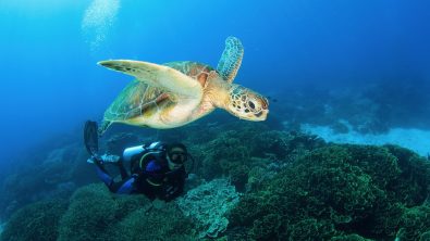 a diver who is diving from one of the best liveaboards in komodo floats gracefully over a coral bed and next to an ascending sea turtle