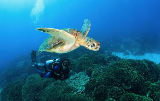 a diver who is diving from one of the best liveaboards in komodo floats gracefully over a coral bed and next to an ascending sea turtle