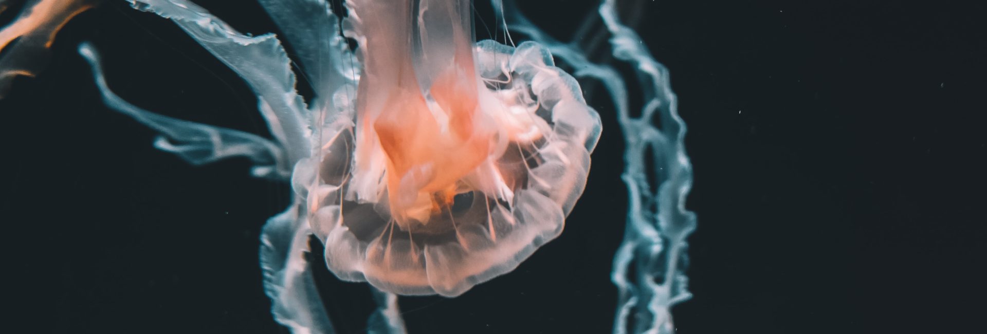 Three Incredible Jellyfish You Probably Don’t Know About