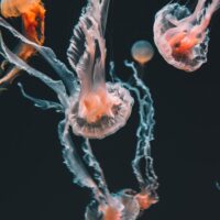 Orange jellyfish with trailing tentacles swim against blackwater