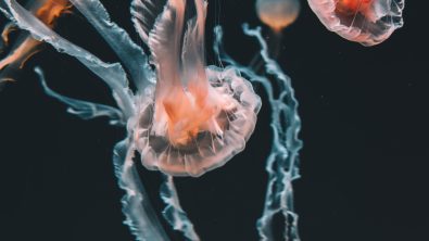 Orange jellyfish with trailing tentacles swim against blackwater