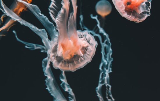 Orange jellyfish with trailing tentacles swim against blackwater