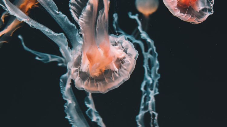 Orange jellyfish with trailing tentacles swim against blackwater