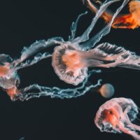 Orange jellyfish with trailing tentacles swim against blackwater