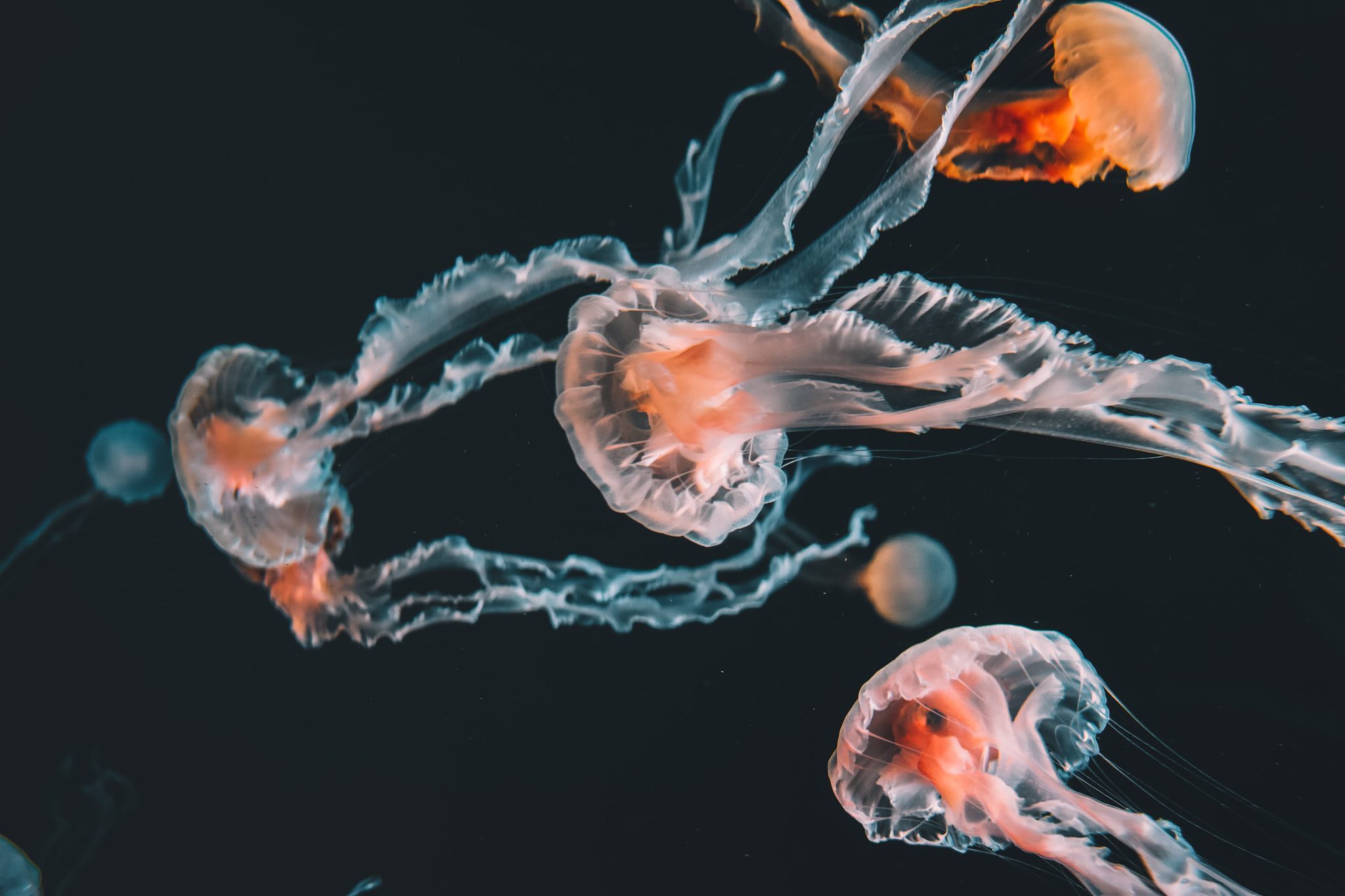 Orange jellyfish with trailing tentacles swim in blackwater which are one of the oldest sea creature species in the ocean