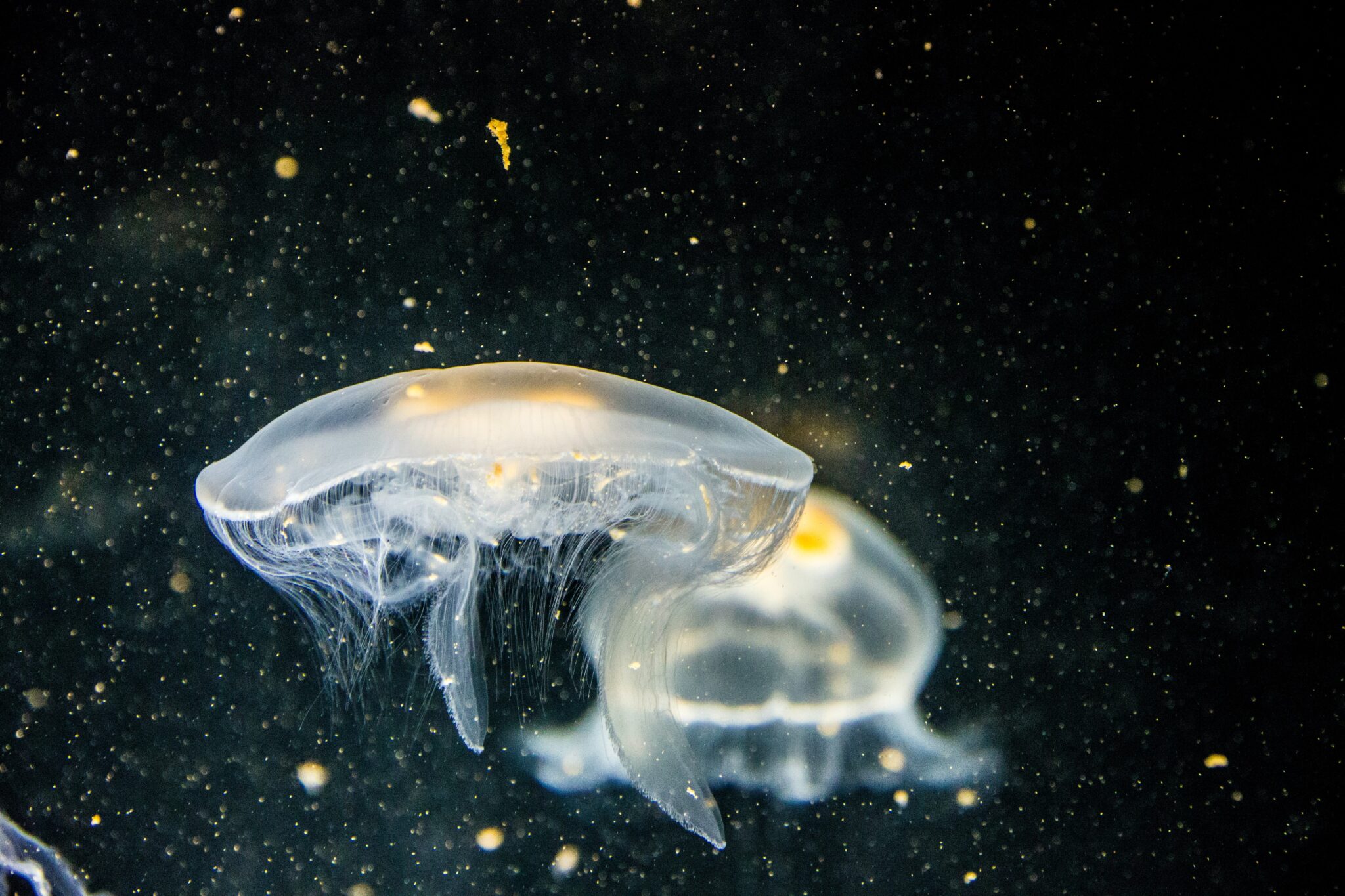 Two jellyfish against blackwater background