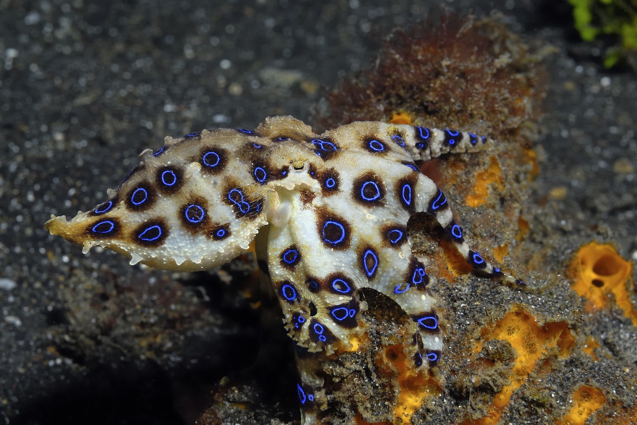 A blue-ringed cephalopod on a reef in Malaysia showing its vibrant blue neon rings, which is a sign of its deadly defense
