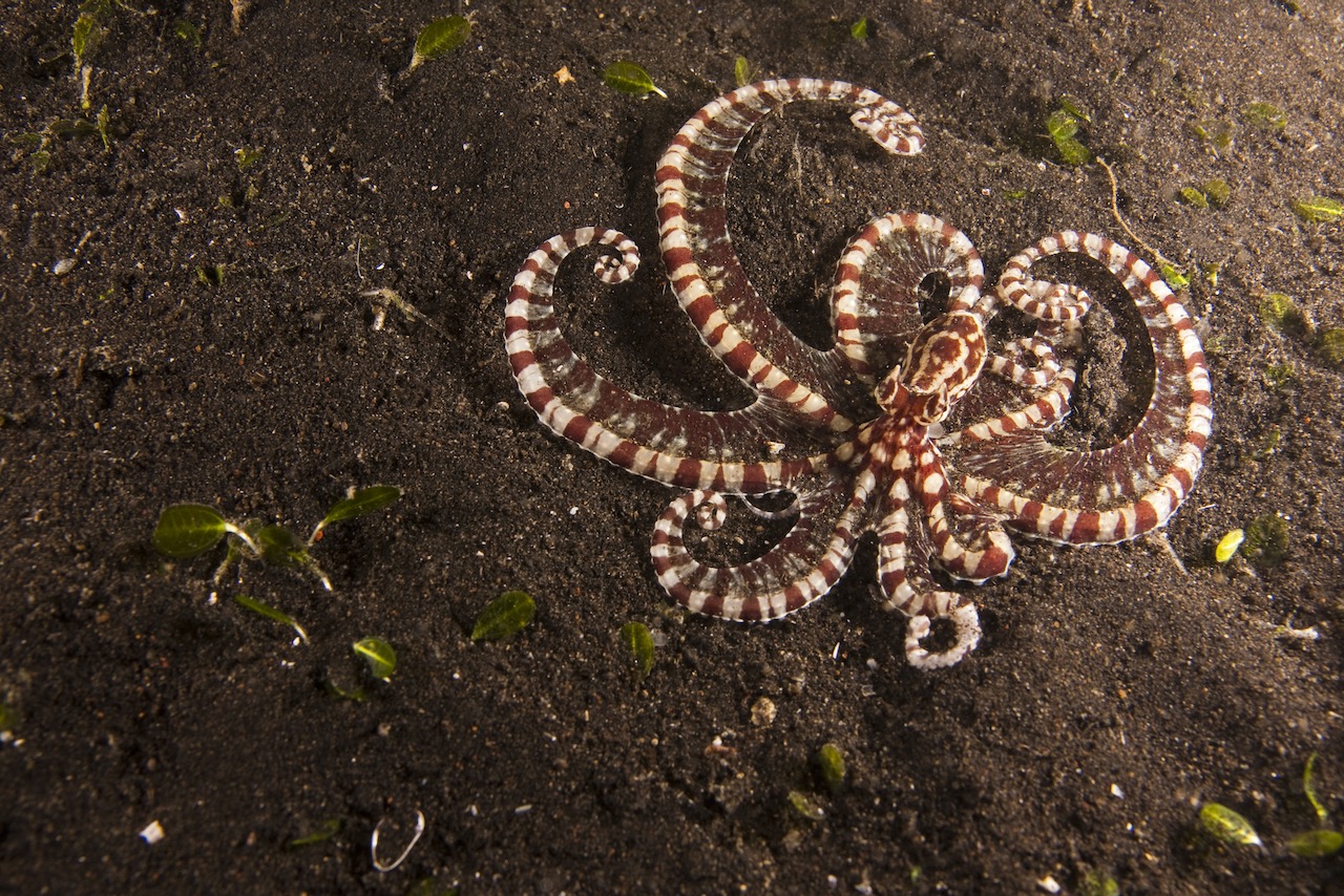 A mimic octopus on the ocean floor and who is a master of mimicry as they impersonate other creatures like lionfish or snakes