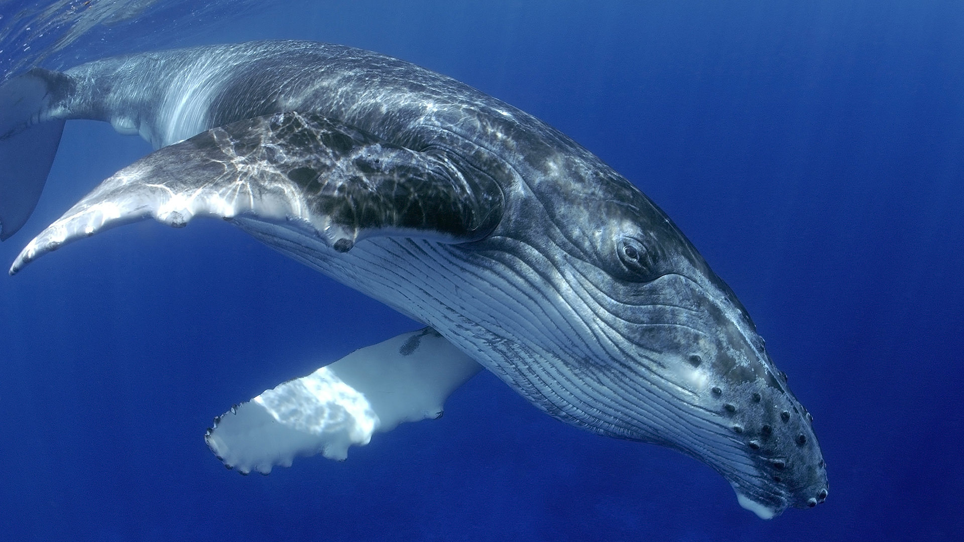 Humpback whale in Socorro Island