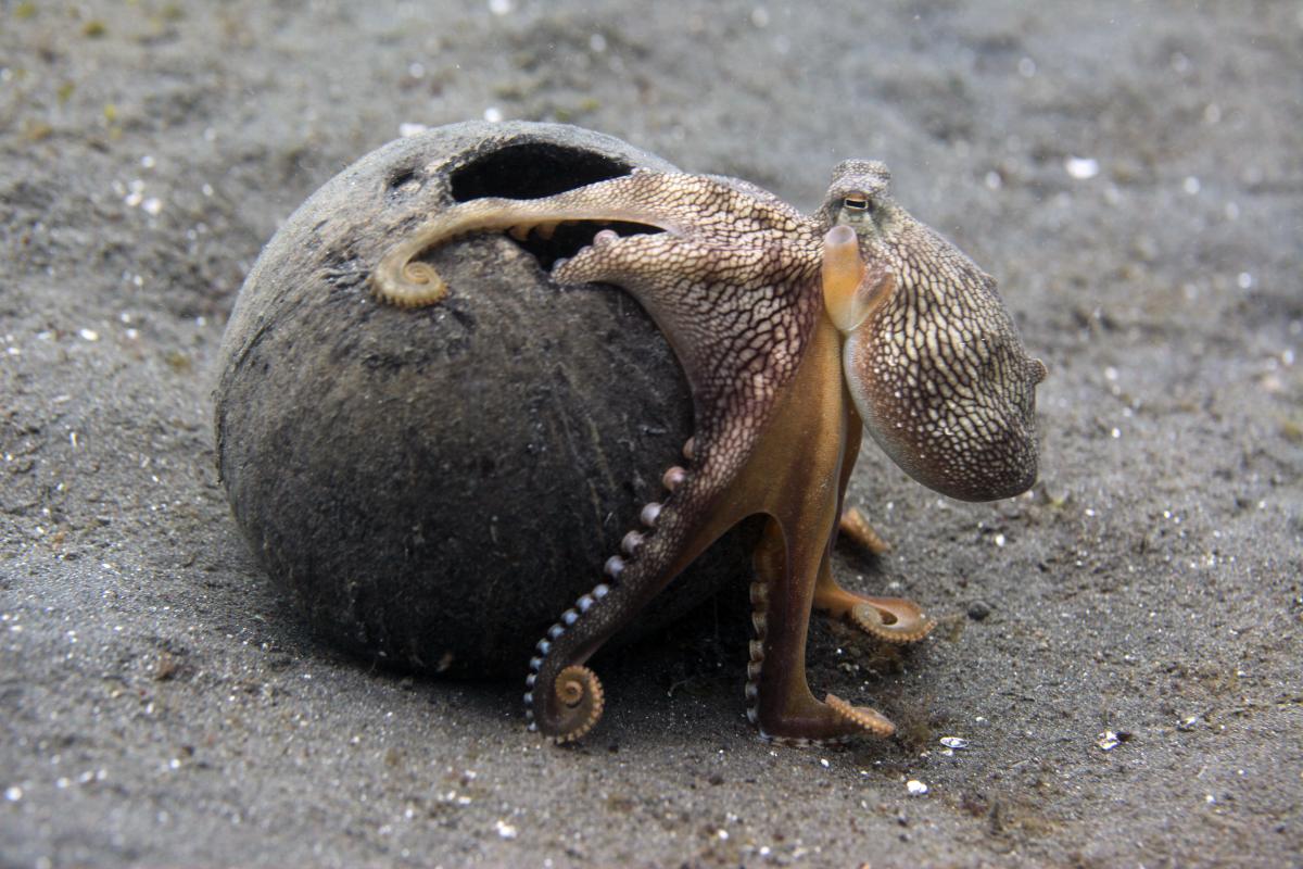A coconut octopus climbing out of an empty coconut shell in Indonesia, one of the best places for these curious critters