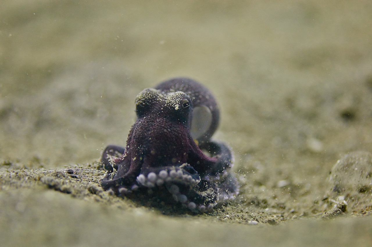 An Atlantic pygmy octopus peering out from a sandy bottom, and which is one of the smallest species of octopus in the ocean