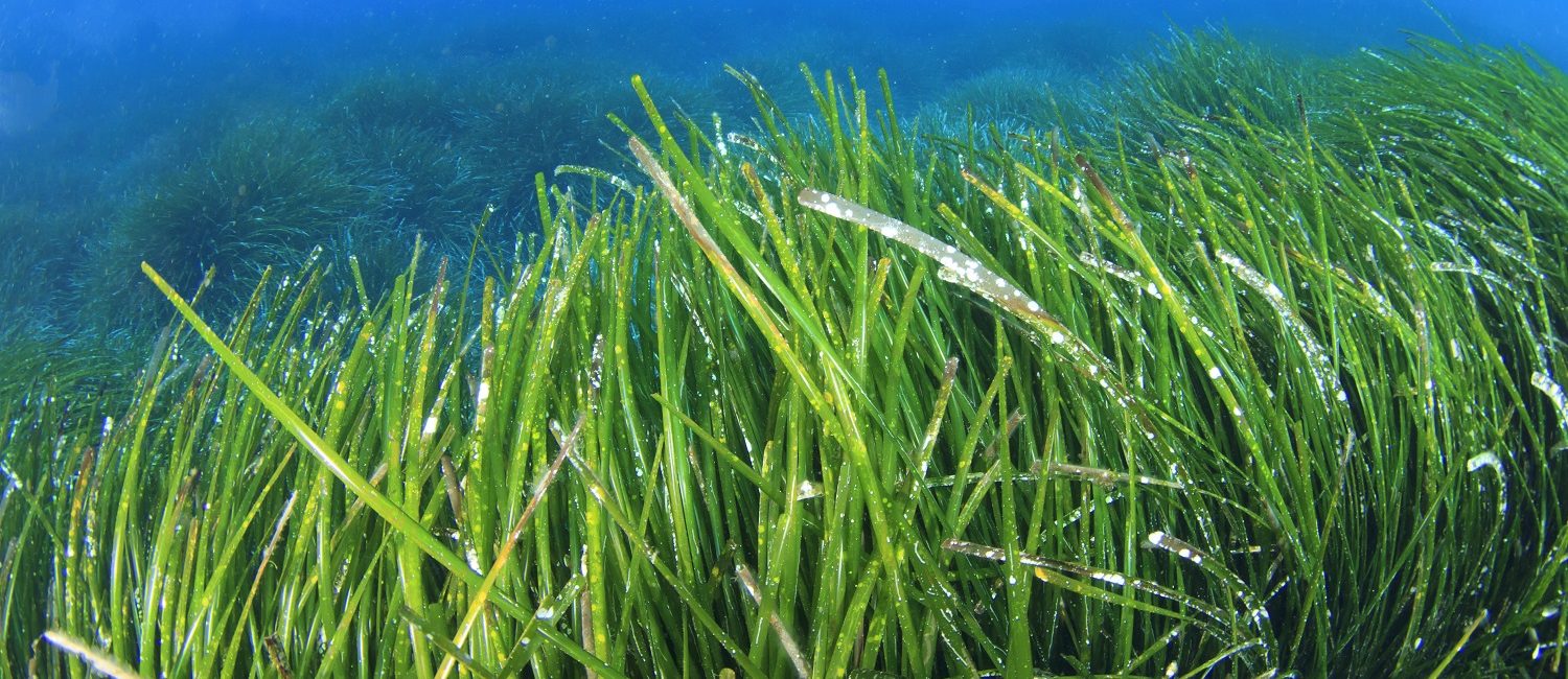 PADI AWARE Mission Hub Community Grant Program: Paying It Forward for the Ocean