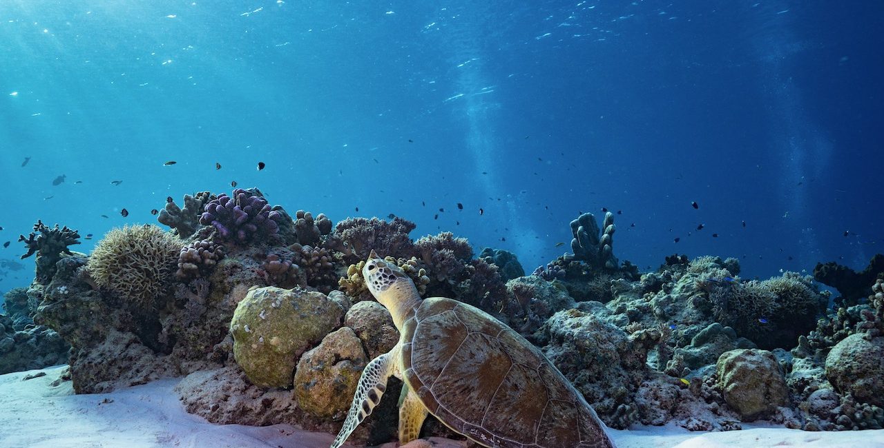 The Best Places to Scuba Dive in 2023