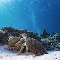 A sea turtle in Tubbataha philippines