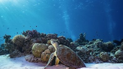 A sea turtle in Tubbataha philippines
