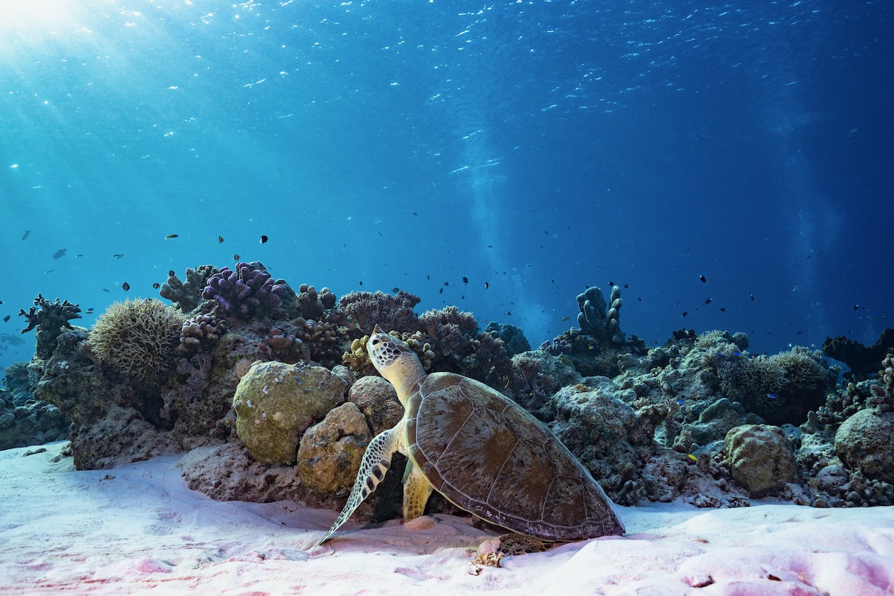 A sea turtle sits on a sandy patch next to a colorful reef in the Philippines, which is one of the best places to try diving