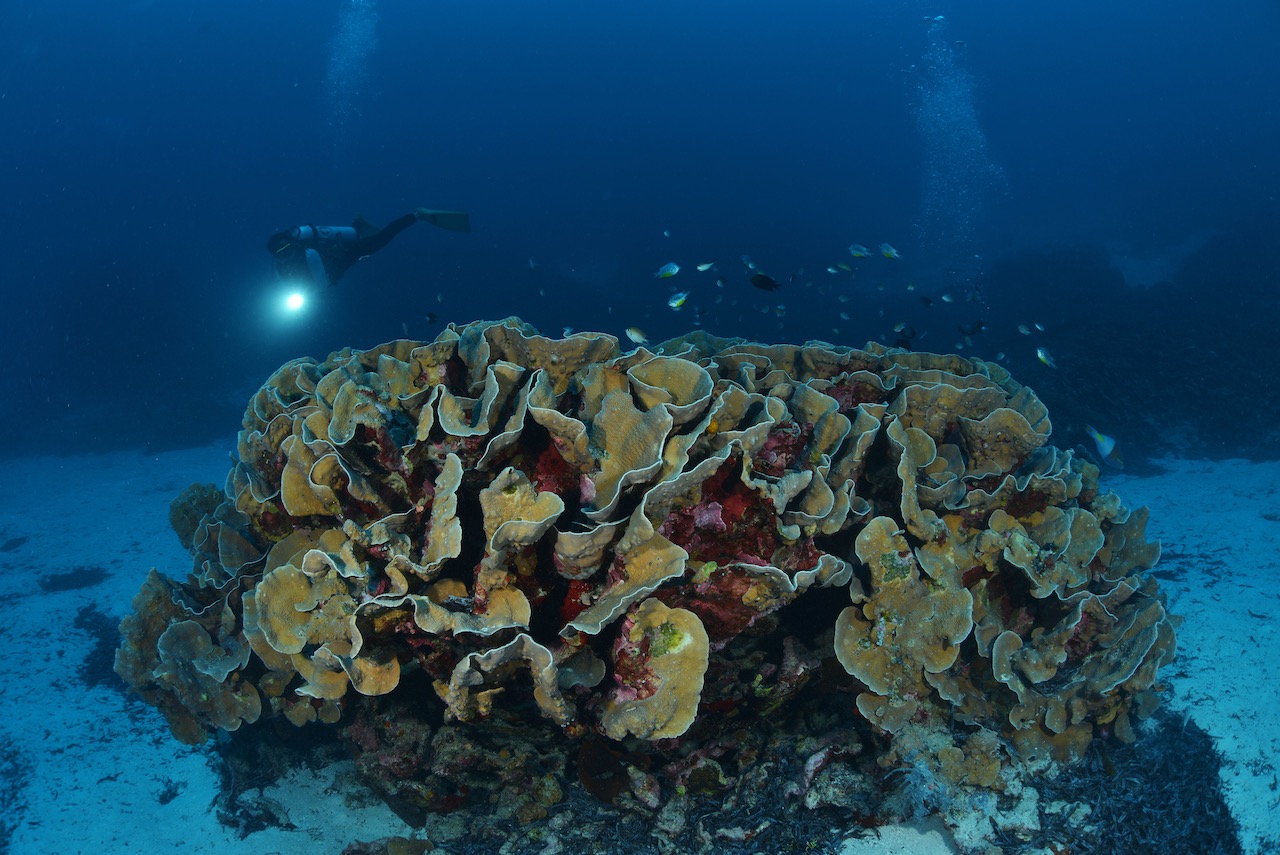 A scuba diver explores a coral reef in Indonesia