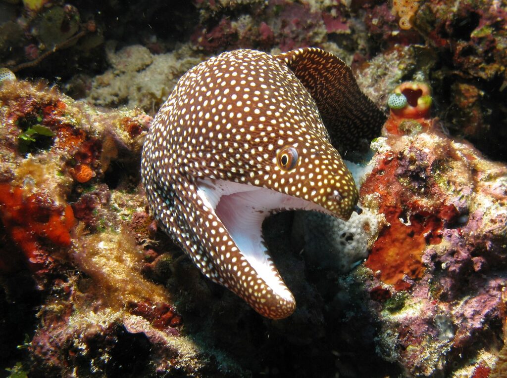 White Mouth Moray Eel with mouth open