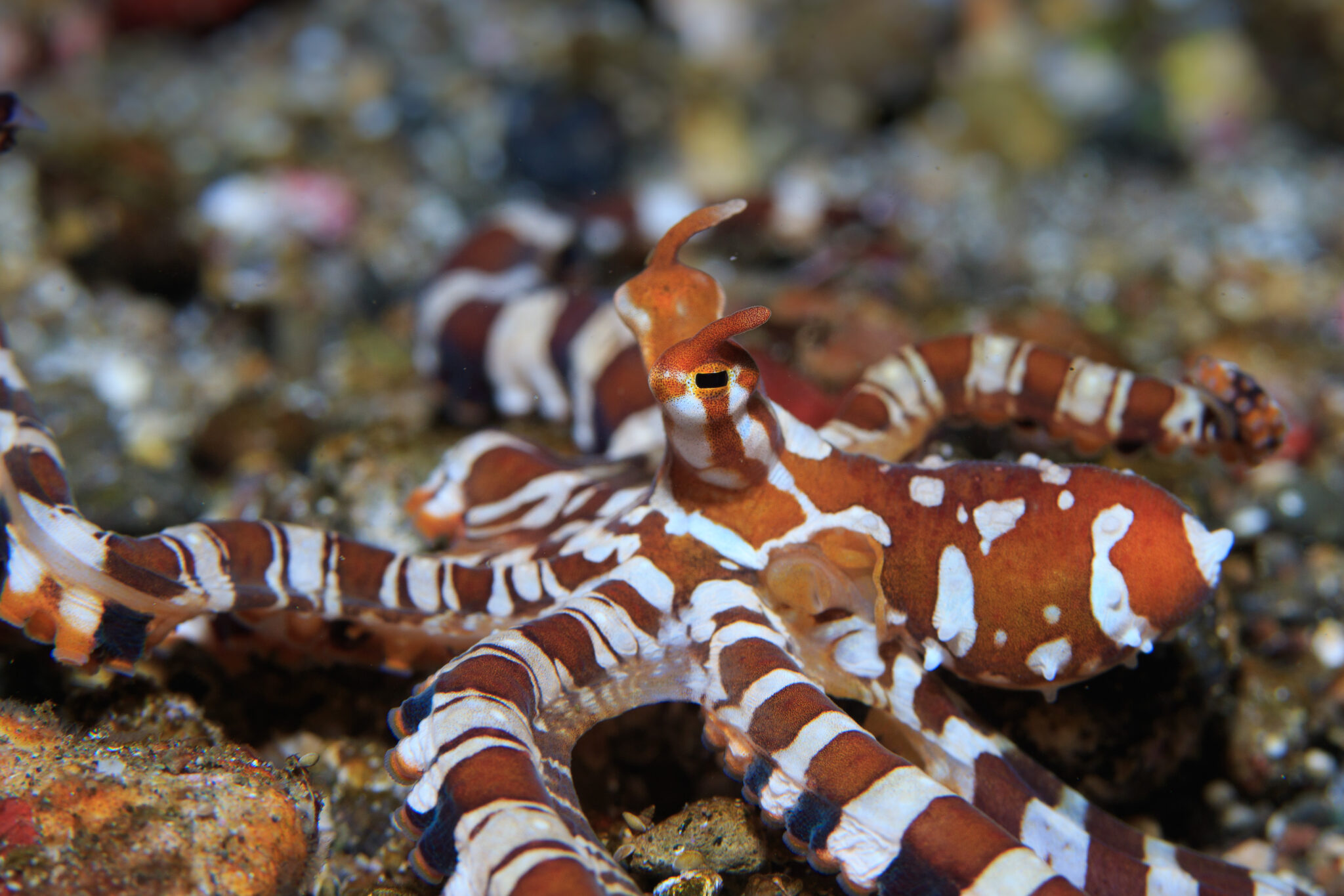 A wonderpus in the Philippines, one of the best places to see these stealthy octopus walking on ocean floor