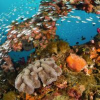 yongala wreck in australia