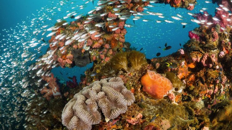 yongala wreck in australia