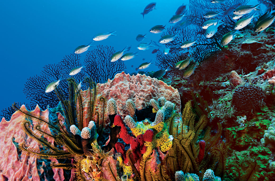 Coral reefs in St. Lucia